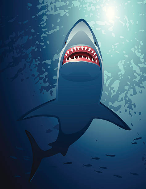 Shark Shark hunting. animal teeth stock illustrations
