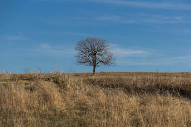 istock lonely tree in the desert against the sky 964207844