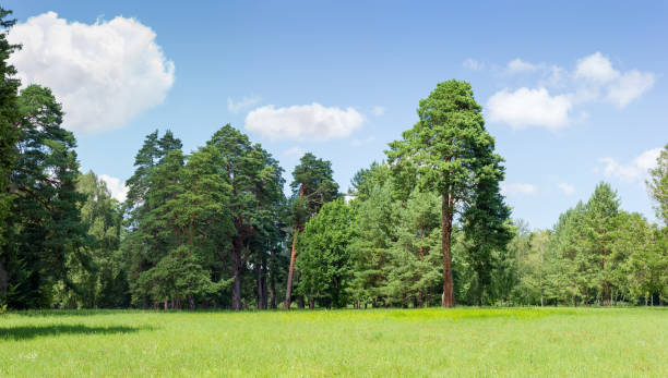 istock Glade in park covered with grass against of conifers trees 964208596