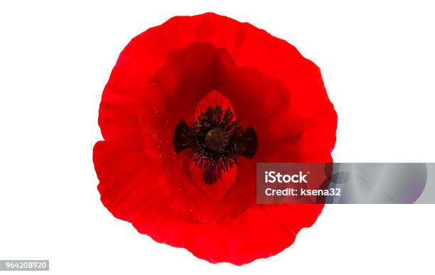 Poppy Rood Red Poppy Isolated Stock Photo - Download Image Now - Beauty, Blossom ...
