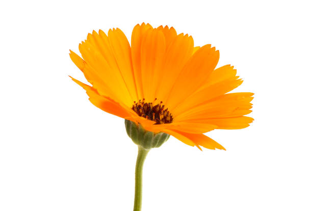 istock flower of calendula isolated 964209066