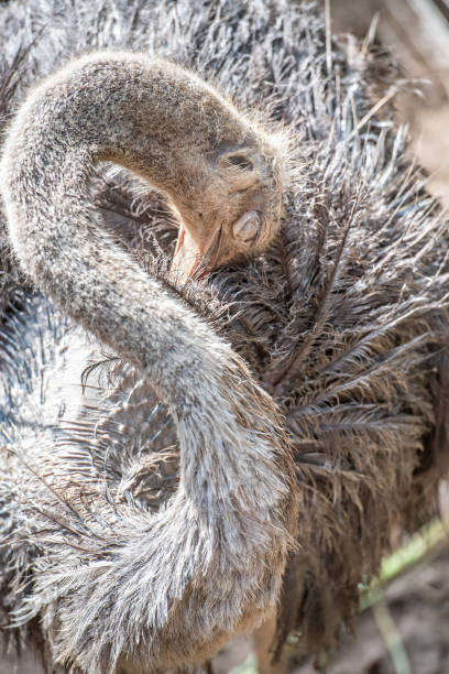istock ostrich hiding its head in the body 964209346