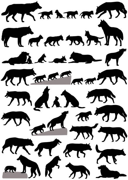 silhouetten von wölfen und wolf-jungen - wolf stock-grafiken, -clipart, -cartoons und -symbole