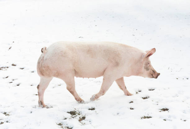 istock pig walking in the snow 964211868