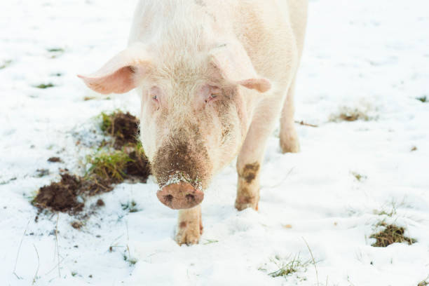 istock beautiful farm pig 964212076