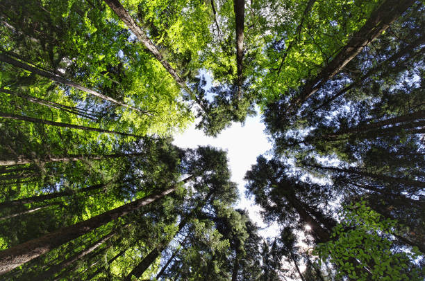 wide view of forest