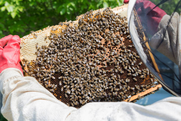 istock Beekeeper is taking out the honeycomb on wooden frame to control situation in bee colony. 964213110