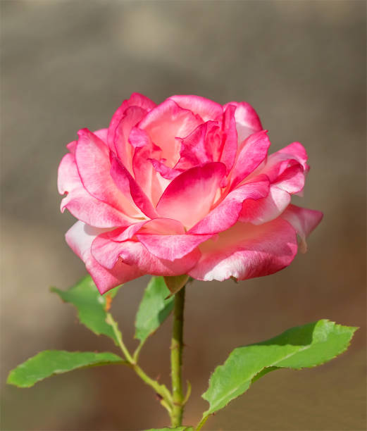 istock Pink rose in the garden 964215998