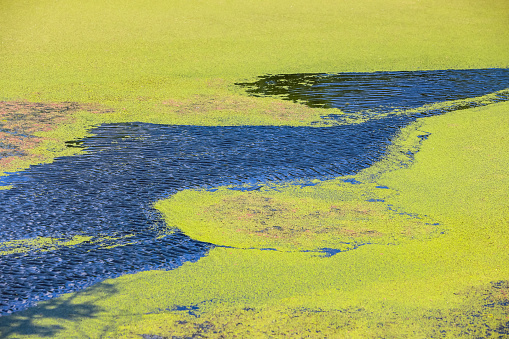 Nature detail of the green river Bosut covered with algal blooms in Vinkovci, Croatia.