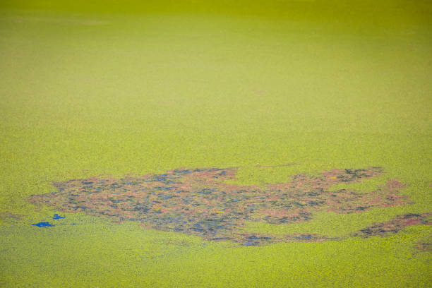 istock River Bosut in Vinkovci 964216894