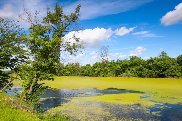 istock River Bosut in Vinkovci 964217120