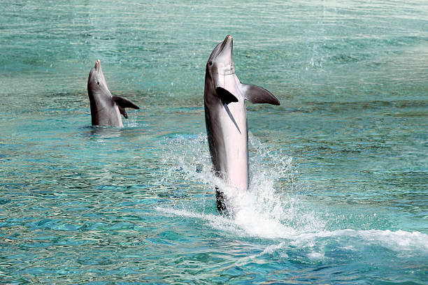 Two dolphins stock photo