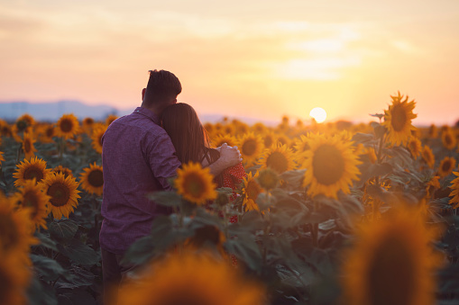 Rear view of a young heterosexual couple standing in the beautiful field of sunflowers and enjoying the amazing sunset.