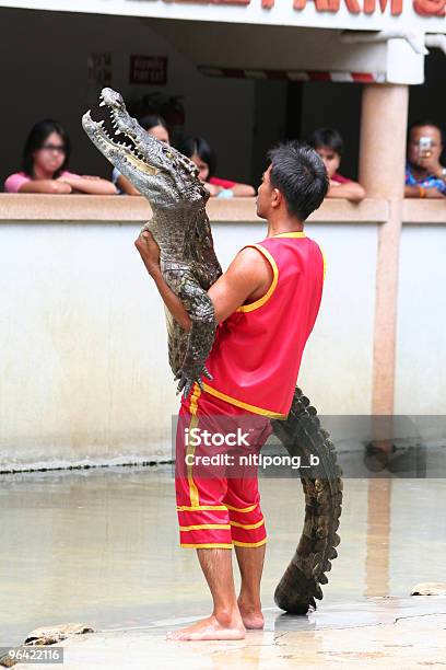 クロコダイルを持つ男性 Samutprakan ワニ養殖場動物園 - アリゲーターのストックフォトや画像を多数ご用意 - アリゲーター, クロコダイル, バンコク