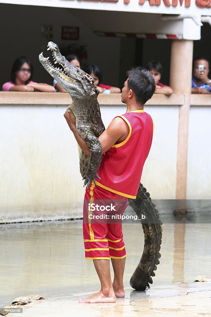 Człowiek gospodarstwa Crocodile w Samutprakan Croc Farm, i ogród zoologiczny - Zbiór zdjęć royalty-free (Aligator)