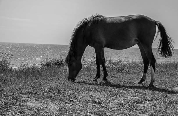 istock Horse on the pasture 964222966
