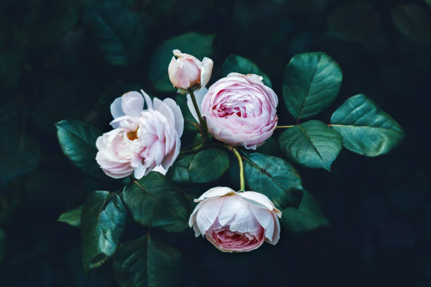 istock Close-up roses on a dark background 964223148