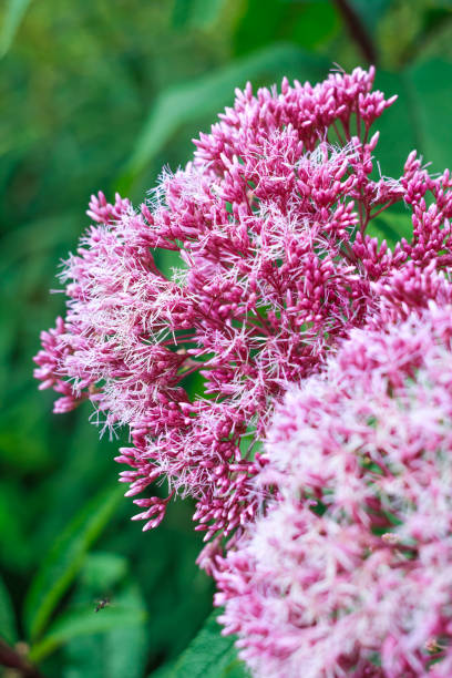 istock Pink flowers of Eupatorium from the botanical garden, september 964223940
