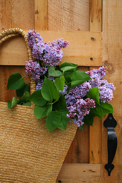 Freshly picked stock photo