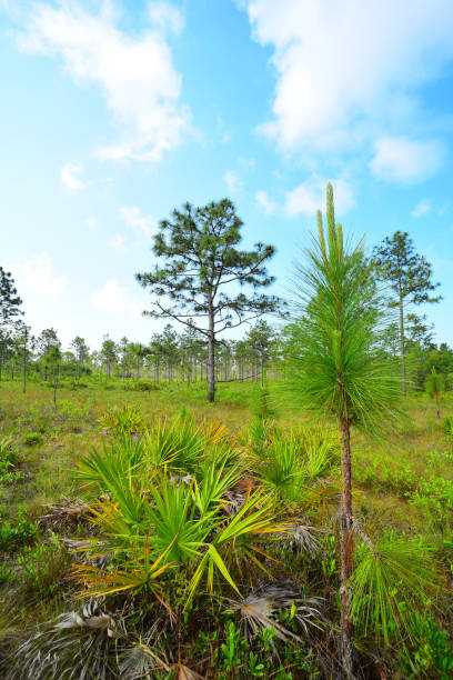 saw palmetto and young tree in sparse pine forest - florida palm tree sky saw palmetto imagens e fotografias de stock