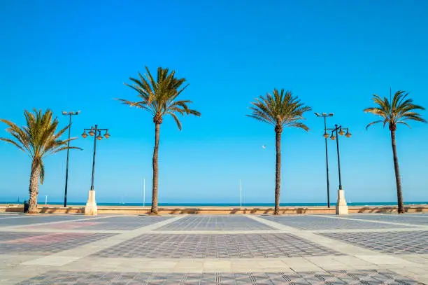 Palm trees on La Malvarrosa beach Valencia, Spain