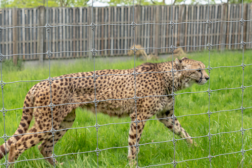 Adult cheetah behind a fence