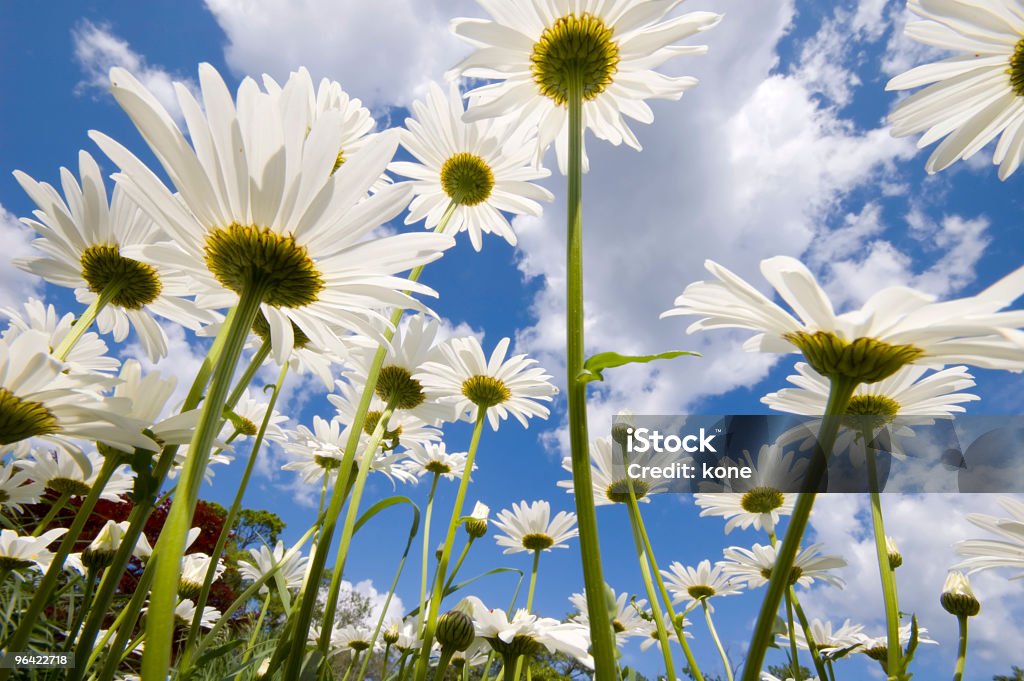 Daisies - Zbiór zdjęć royalty-free (Bez ludzi)