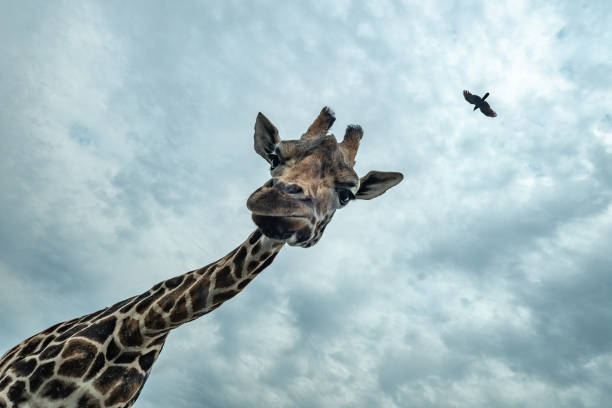 istock Looking up at a giraffe and bird overhead 964227198