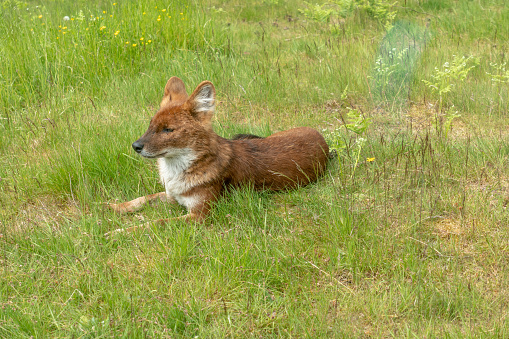 Dhole - wild dog sitting on grass