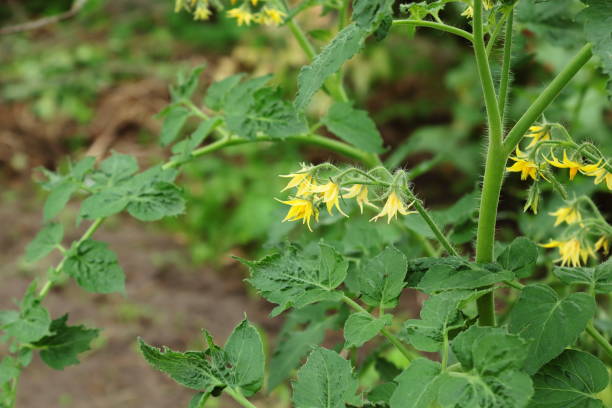 istock Truss of tomato flowers 964230132