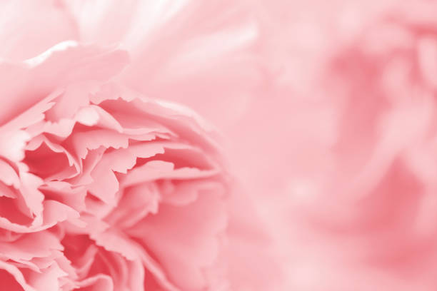 istock Macro carnation flower pastel color background 964230650