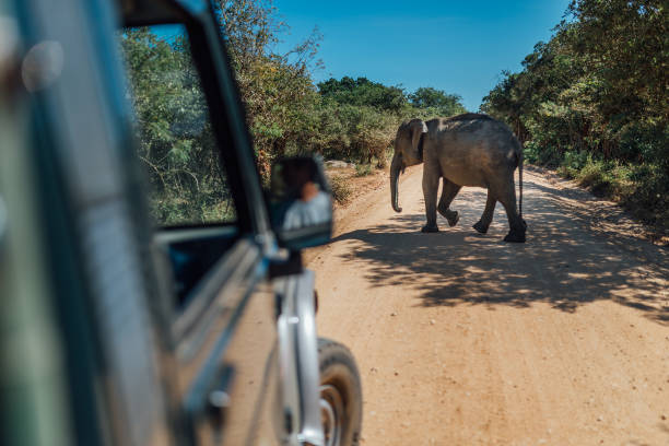 istock Elephant walk by yellow sand road srilanka 964230916