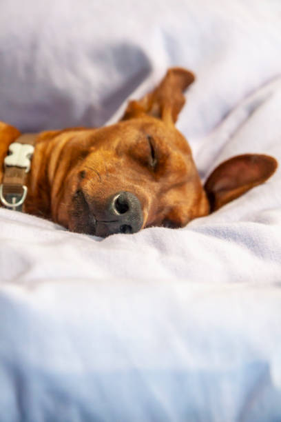 istock Miniature pinscher dog sleeping on a carpet 964230970