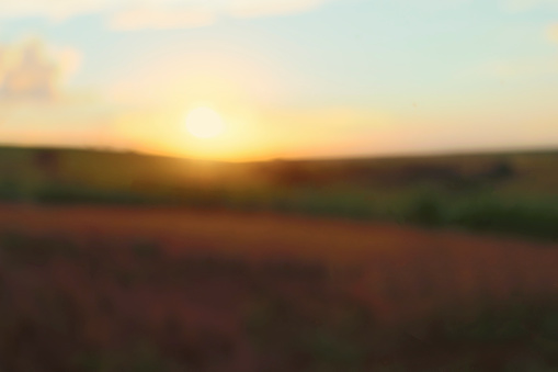 Bokeh background of plantation at sunset. Blurry field abstraction. Concept Image.