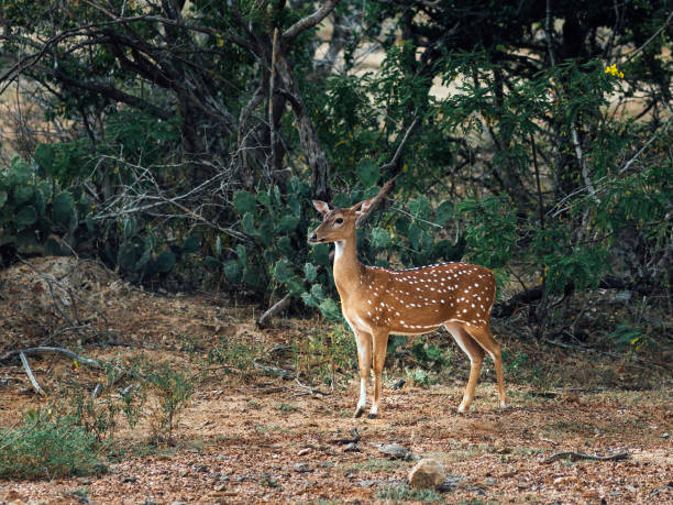 istock Litlle deer stay in the forest 964233262