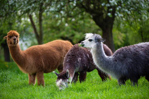 istock Alpacas while eating grass, South American mammals 964234032