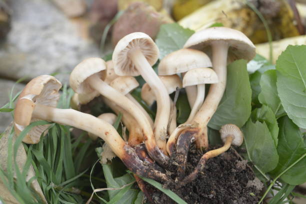 istock mushrooms, nature, organic, vegetable 964234352