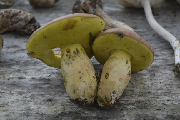 istock mushrooms, nature, organic, vegetable 964236472