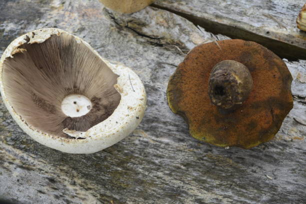 istock mushrooms, nature, organic, vegetable 964236702