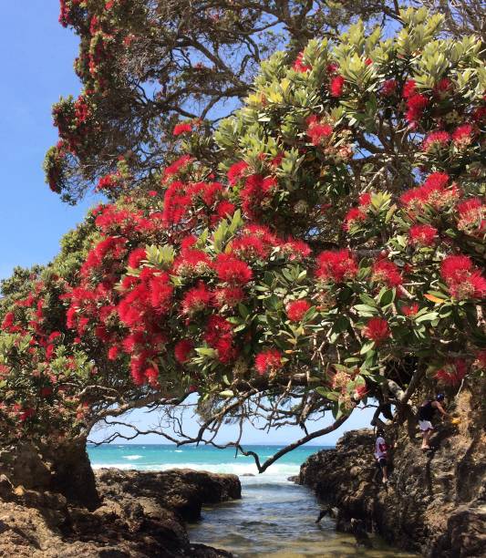 albero di natale della nuova zelanda - pohutukawa tree christmas new zealand beach foto e immagini stock