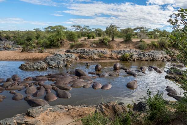 istock Hippopotamuses in the lake 964237776