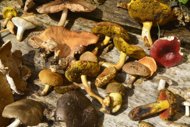 mushrooms, nature, organic, vegetable