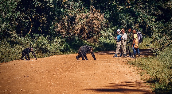 Kibale National Park, Uganda - September 14, 2015. Shows that ecotourism has habituated the park's wild chimpanzees to humans, as two chimps choose to cross a road in close proximity to tourists and park staff. The people are watching the chimps on the road.