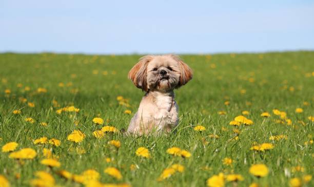 retrato de lhasa apso en el jardín - lhasa fotografías e imágenes de stock