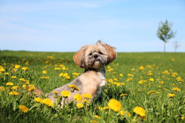 istock lhasa apso portrait in the garden 964242192