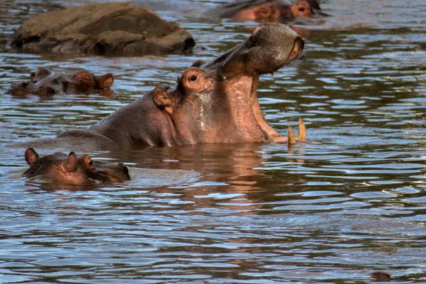 istock Hippopotamus on the lake 964244494