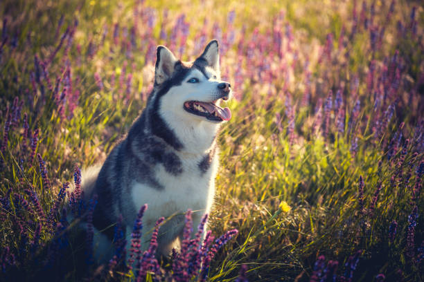 istock Husky sitting in lilac flowers on meadow 964244688
