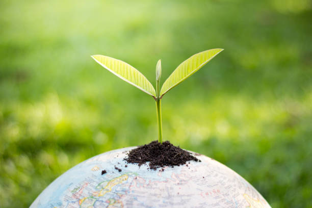 istock Trees on the globe, environmental conservation ideas, world environment day 964244732