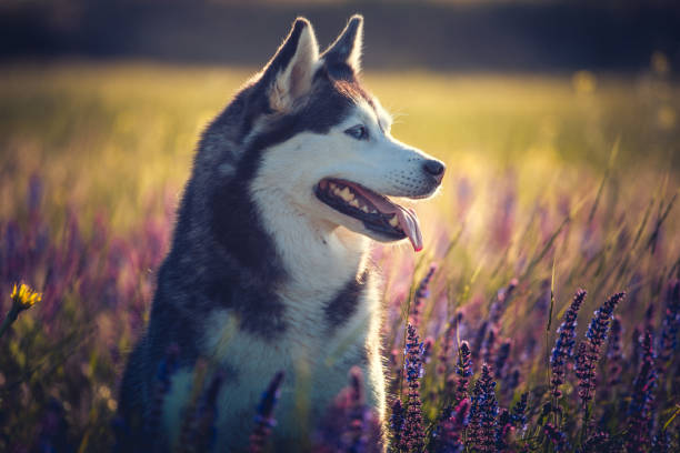 istock Husky sitting in lilac flowers on meadow 964244798
