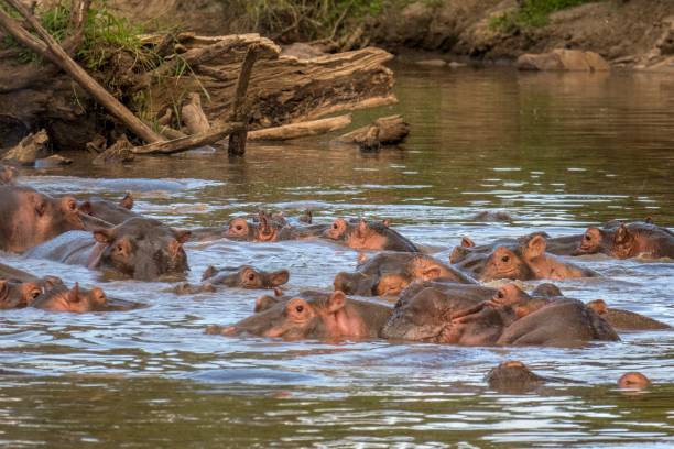 istock Hippopotamus herd on the lake 964244994